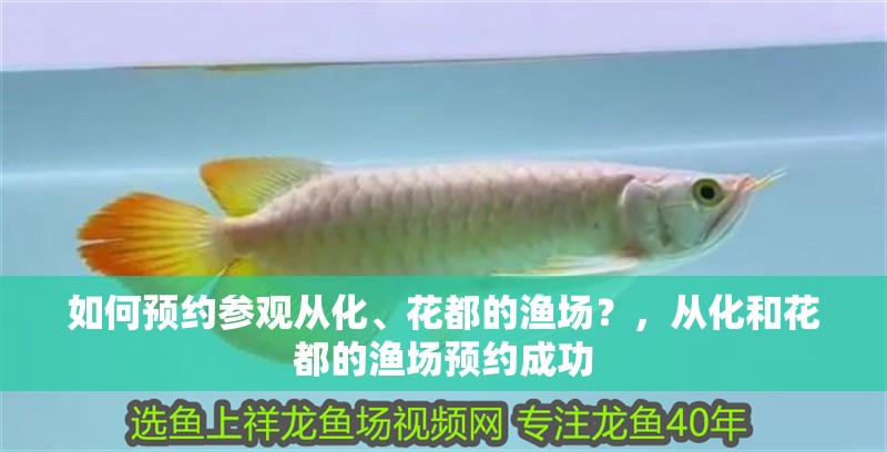 如何預約參觀從化、花都的漁場？，從化和花都的漁場預約成功 如何預約參觀從化、花都的漁場？，從化和花都的漁場預約成功 龍魚百科