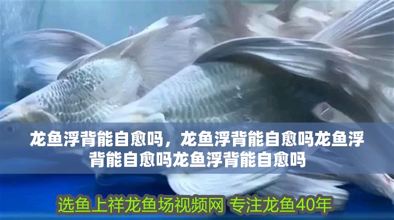 龍魚(yú)浮背能自愈嗎，龍魚(yú)浮背能自愈嗎龍魚(yú)浮背能自愈嗎龍魚(yú)浮背能自愈嗎