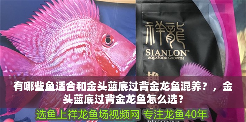 有哪些魚適合和金頭藍底過背金龍魚混養？，金頭藍底過背金龍魚怎么選？ 有哪些魚適合和金頭藍底過背金龍魚混養？，金頭藍底過背金龍魚怎么選？ 龍魚百科