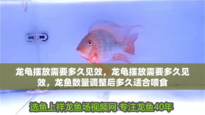 龍龜擺放需要多久見效，龍龜擺放需要多久見效，龍魚數量調整后多久適合喂食 龍龜擺放需要多久見效，龍龜擺放需要多久見效，龍魚數量調整后多久適合喂食 龍魚百科