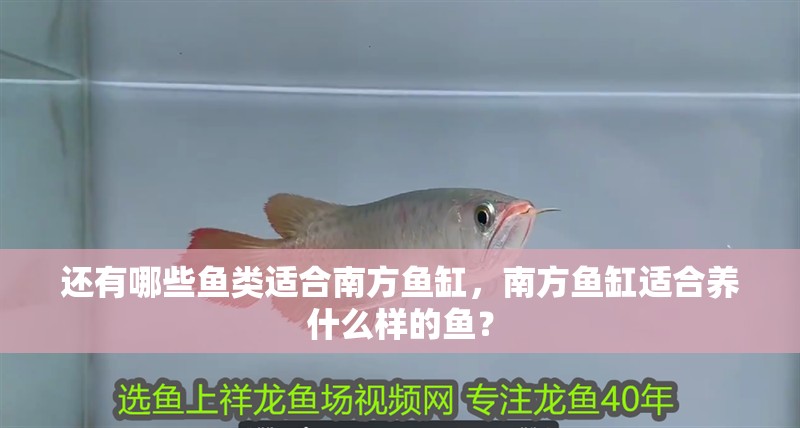 還有哪些魚類適合南方魚缸，南方魚缸適合養什么樣的魚？ 還有哪些魚類適合南方魚缸，南方魚缸適合養什么樣的魚？ 龍魚百科