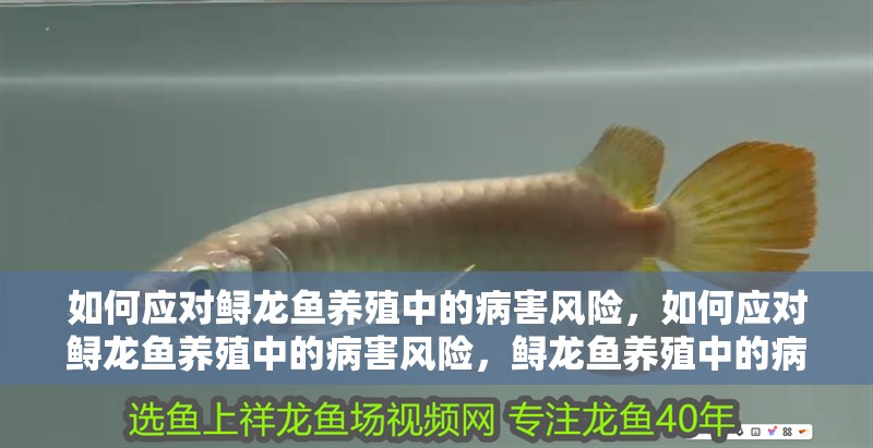 如何應對鱘龍魚養殖中的病害風險，如何應對鱘龍魚養殖中的病害風險，鱘龍魚養殖中的病害風險 如何應對鱘龍魚養殖中的病害風險，如何應對鱘龍魚養殖中的病害風險，鱘龍魚養殖中的病害風險 龍魚百科