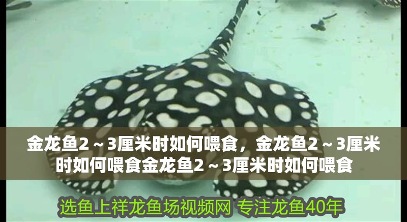 金龍魚2～3厘米時如何喂食，金龍魚2～3厘米時如何喂食金龍魚2～3厘米時如何喂食