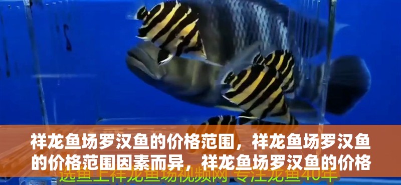 祥龍魚場羅漢魚的價格范圍，祥龍魚場羅漢魚的價格范圍因素而異，祥龍魚場羅漢魚的價格走勢 祥龍魚場羅漢魚的價格范圍，祥龍魚場羅漢魚的價格范圍因素而異，祥龍魚場羅漢魚的價格走勢 龍魚百科