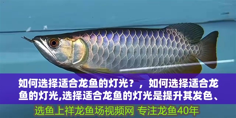 如何選擇適合龍魚的燈光？，如何選擇適合龍魚的燈光,選擇適合龍魚的燈光是提升其發(fā)色、促進觀賞性的關鍵環(huán)節(jié)