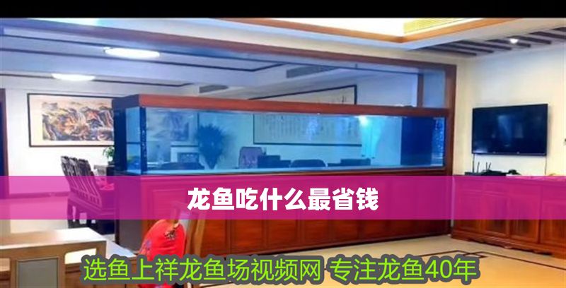 龍魚吃什么最省錢 龍魚吃什么最省錢 龍魚百科 第2張