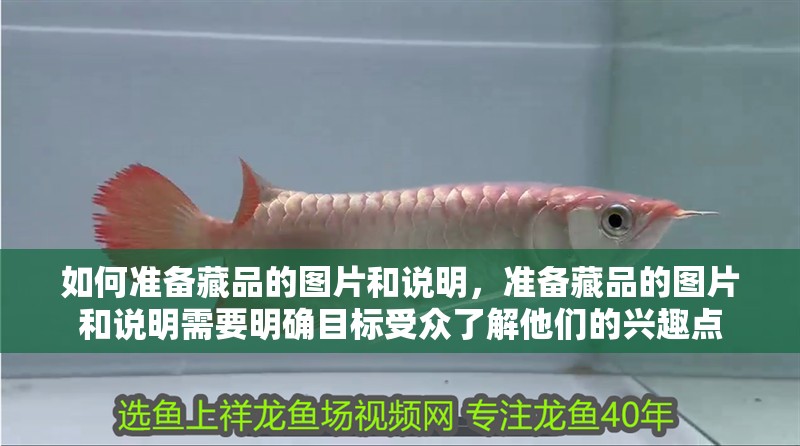 如何準備藏品的圖片和說明，準備藏品的圖片和說明需要明確目標受眾了解他們的興趣點 如何準備藏品的圖片和說明，準備藏品的圖片和說明需要明確目標受眾了解他們的興趣點 龍魚百科