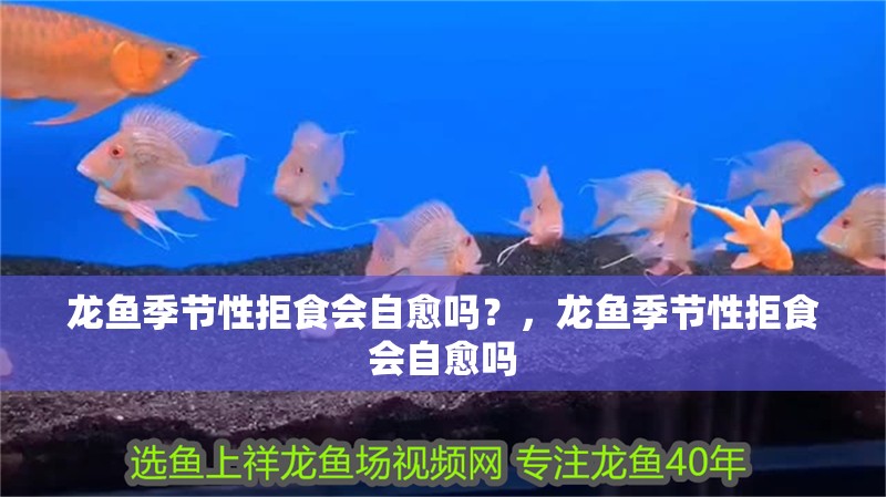 龍魚季節(jié)性拒食會(huì)自愈嗎？，龍魚季節(jié)性拒食會(huì)自愈嗎 龍魚季節(jié)性拒食會(huì)自愈嗎？，龍魚季節(jié)性拒食會(huì)自愈嗎 龍魚百科