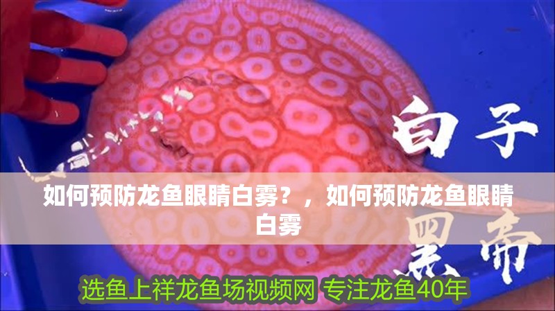 如何預(yù)防龍魚眼睛白霧？，如何預(yù)防龍魚眼睛白霧 如何預(yù)防龍魚眼睛白霧？，如何預(yù)防龍魚眼睛白霧 龍魚百科