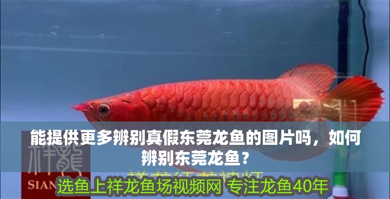能提供更多辨別真假東莞龍魚的圖片嗎，如何辨別東莞龍魚？ 能提供更多辨別真假東莞龍魚的圖片嗎，如何辨別東莞龍魚？ 龍魚百科