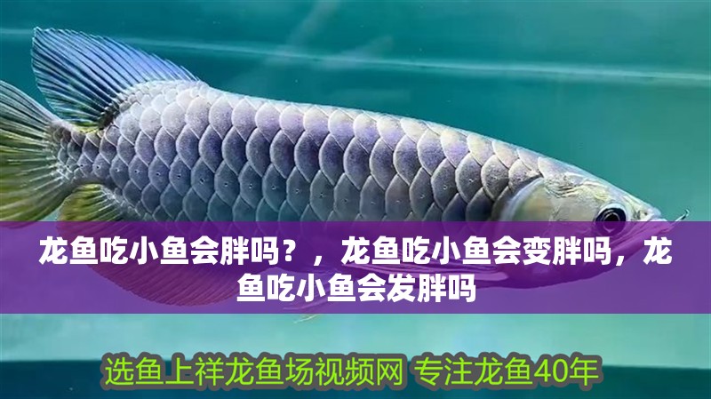 龍魚吃小魚會胖嗎？，龍魚吃小魚會變胖嗎，龍魚吃小魚會發(fā)胖嗎