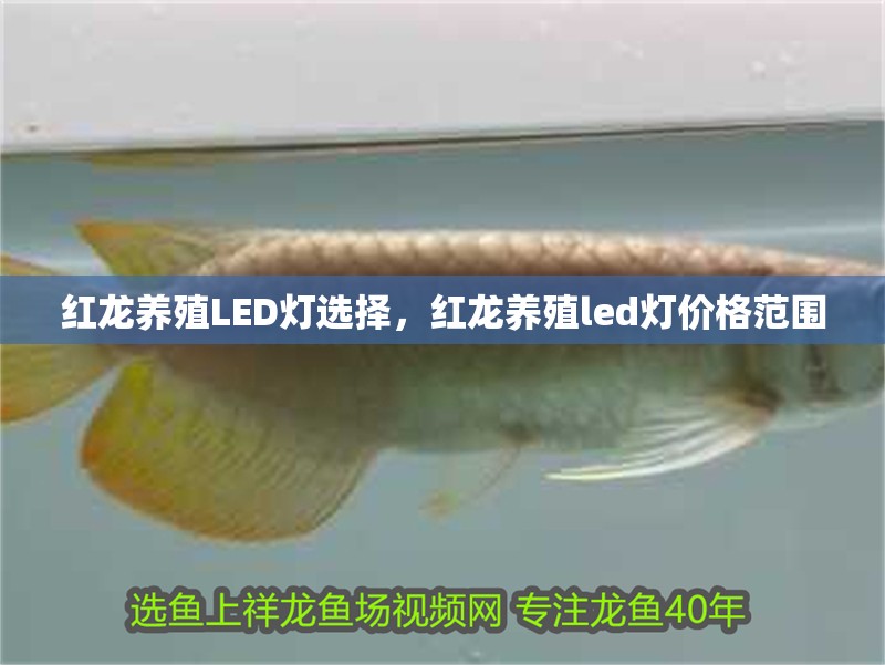 魚缸過濾器選購指南:自制魚缸過濾器魚缸上置過濾器對于養魚愛好者的必備知識 紅龍養殖LED燈選擇,紅龍養殖led燈價格范圍 龍魚百科 紅龍養殖LED燈選擇,紅龍養殖led燈價格范圍 紅龍養殖LED燈選擇,紅龍養殖led燈價格范圍 龍魚百科