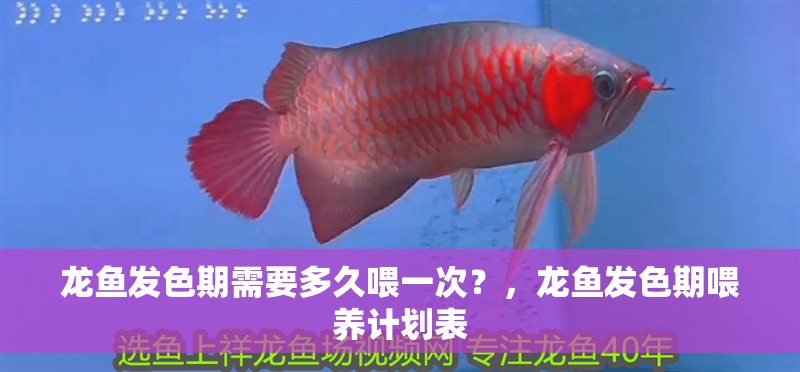 龍魚發色期需要多久喂一次？，龍魚發色期喂養計劃表 龍魚發色期需要多久喂一次？，龍魚發色期喂養計劃表 龍魚百科