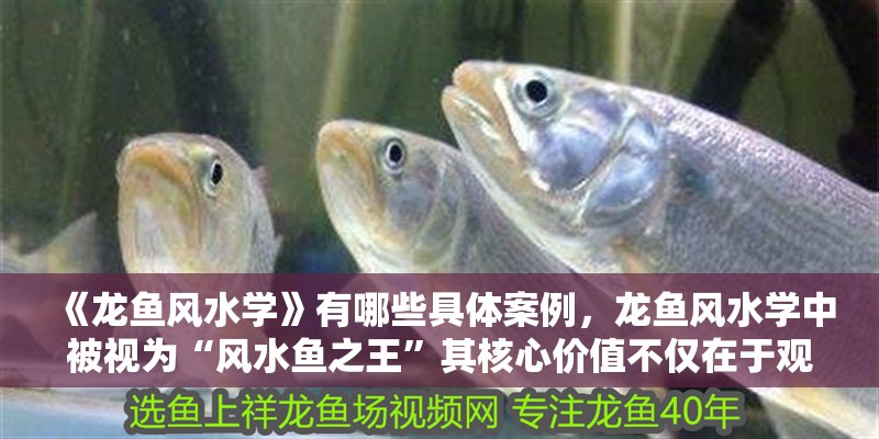 《龍魚風水學》有哪些具體案例，龍魚風水學中被視為“風水魚之王”其核心價值不僅在于觀賞性