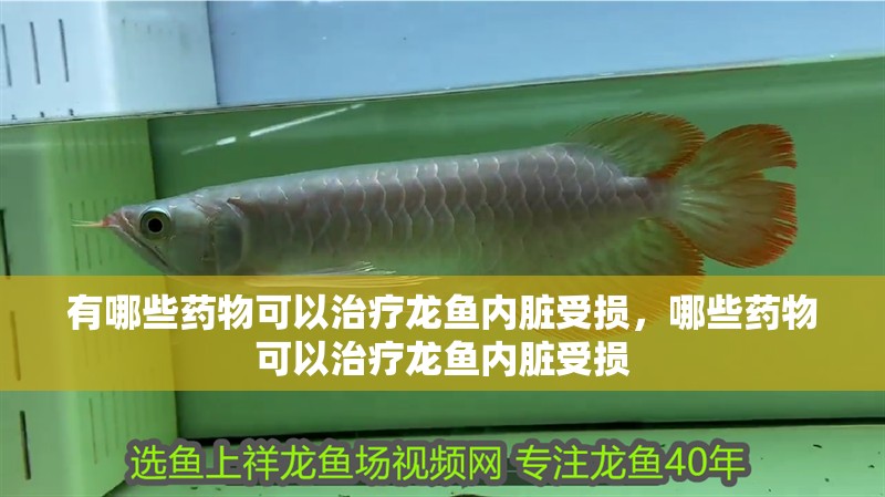 我的虎魚真菌感染了要怎么處理 有哪些藥物可以治療龍魚內(nèi)臟受損,哪些藥物可以治療龍魚內(nèi)臟受損 龍魚百科 有哪些藥物可以治療龍魚內(nèi)臟受損,哪些藥物可以治療龍魚內(nèi)臟受損 有哪些藥物可以治療龍魚內(nèi)臟受損,哪些藥物可以治療龍魚內(nèi)臟受損 龍魚百科