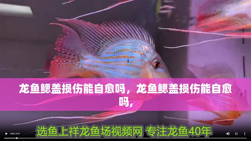 龍魚鰓蓋損傷能自愈嗎，龍魚鰓蓋損傷能自愈嗎,