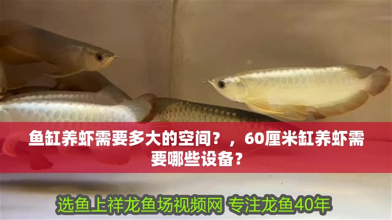 魚缸養蝦需要多大的空間？，60厘米缸養蝦需要哪些設備？ 魚缸養蝦需要多大的空間？，60厘米缸養蝦需要哪些設備？ 龍魚百科