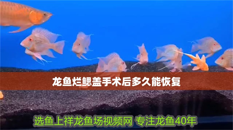 魚缸過濾器選購指南:自制魚缸過濾器魚缸上置過濾器對于養魚愛好者的必備知識 龍魚爛鰓蓋手術后多久能恢復 龍魚百科 龍魚爛鰓蓋手術后多久能恢復 龍魚爛鰓蓋手術后多久能恢復 龍魚百科