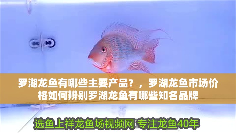 羅湖龍魚有哪些主要產品？，羅湖龍魚市場價格如何辨別羅湖龍魚有哪些知名品牌 羅湖龍魚有哪些主要產品？，羅湖龍魚市場價格如何辨別羅湖龍魚有哪些知名品牌 龍魚百科
