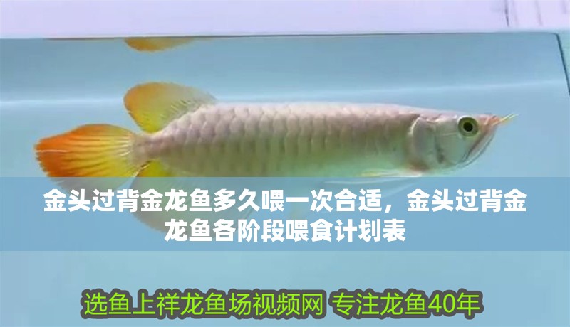 金頭過背金龍魚多久喂一次合適，金頭過背金龍魚各階段喂食計劃表