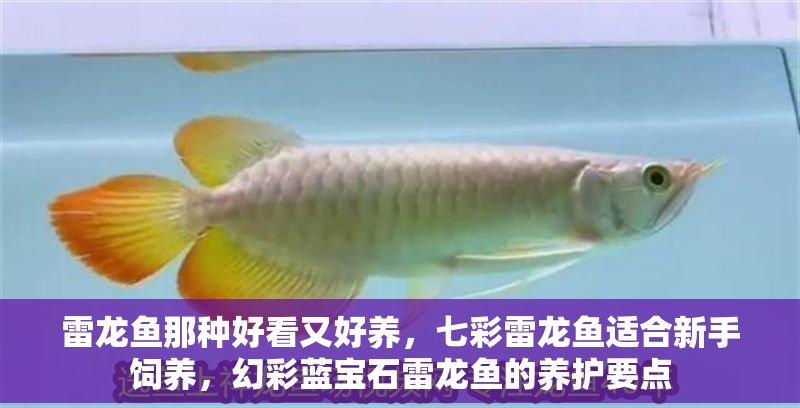 雷龍魚那種好看又好養，七彩雷龍魚適合新手飼養，幻彩藍寶石雷龍魚的養護要點