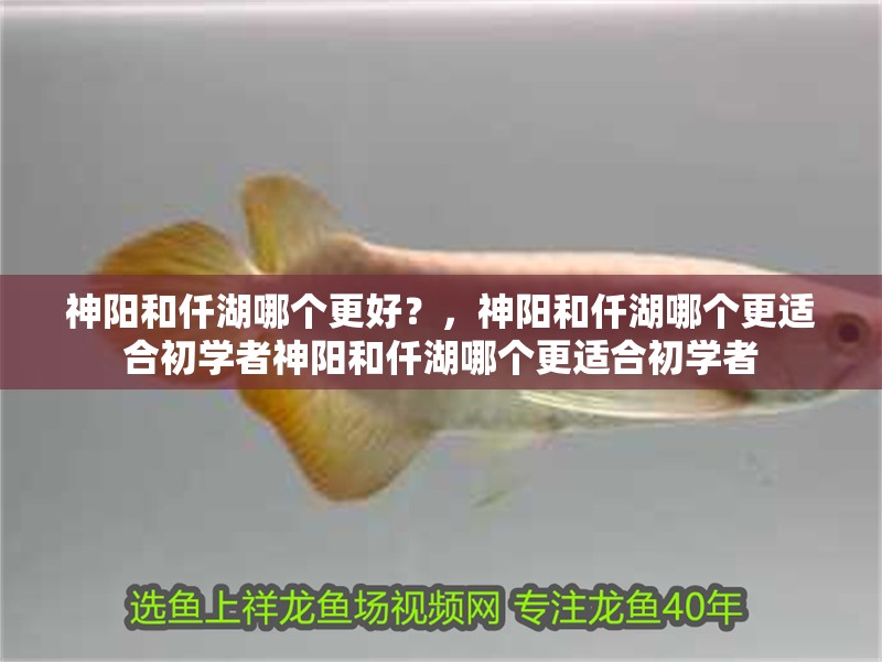 神陽和仟湖哪個更好？，神陽和仟湖哪個更適合初學者神陽和仟湖哪個更適合初學者 神陽和仟湖哪個更好？，神陽和仟湖哪個更適合初學者神陽和仟湖哪個更適合初學者 龍魚百科