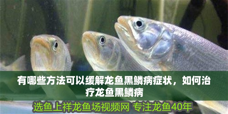 紅龍魚用黃燈烤有用嗎 有哪些方法可以緩解龍魚黑鱗病癥狀,如何治療龍魚黑鱗病 龍魚百科 有哪些方法可以緩解龍魚黑鱗病癥狀,如何治療龍魚黑鱗病 有哪些方法可以緩解龍魚黑鱗病癥狀,如何治療龍魚黑鱗病 龍魚百科