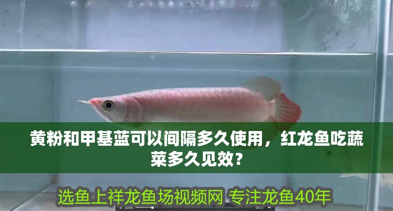 黃粉和甲基藍可以間隔多久使用，紅龍魚吃蔬菜多久見效？ 黃粉和甲基藍可以間隔多久使用，紅龍魚吃蔬菜多久見效？ 龍魚百科
