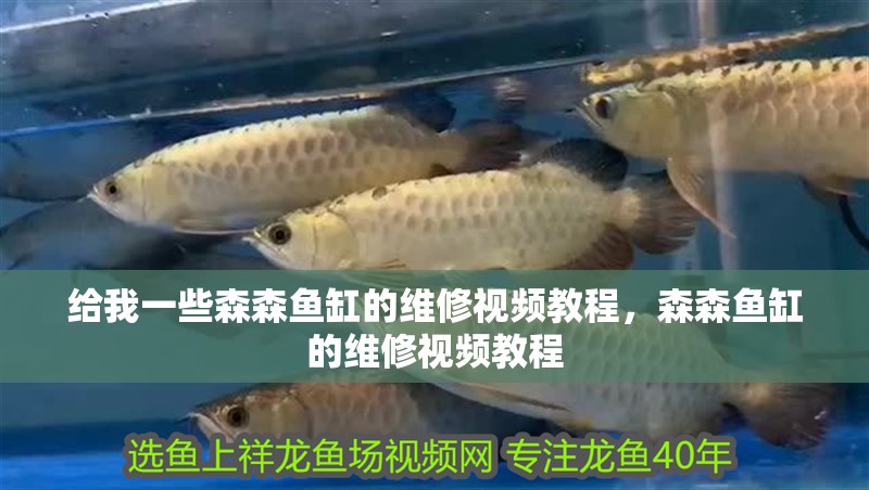 什么魚能和龍魚、虎魚混養(yǎng)(龍魚能和虎魚混養(yǎng)嗎) 給我一些森森魚缸的維修視頻教程,森森魚缸的維修視頻教程 龍魚百科 給我一些森森魚缸的維修視頻教程,森森魚缸的維修視頻教程 給我一些森森魚缸的維修視頻教程,森森魚缸的維修視頻教程 龍魚百科
