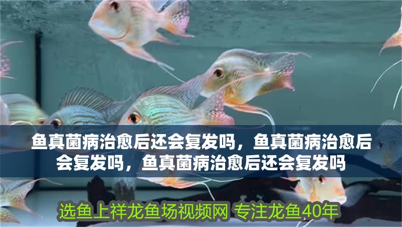 魚真菌病治愈后還會(huì)復(fù)發(fā)嗎，魚真菌病治愈后會(huì)復(fù)發(fā)嗎，魚真菌病治愈后還會(huì)復(fù)發(fā)嗎 魚真菌病治愈后還會(huì)復(fù)發(fā)嗎，魚真菌病治愈后會(huì)復(fù)發(fā)嗎，魚真菌病治愈后還會(huì)復(fù)發(fā)嗎 龍魚百科