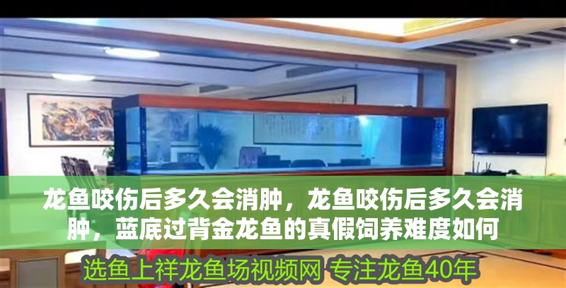龍魚咬傷后多久會消腫，龍魚咬傷后多久會消腫，藍底過背金龍魚的真假飼養難度如何 龍魚咬傷后多久會消腫，龍魚咬傷后多久會消腫，藍底過背金龍魚的真假飼養難度如何 龍魚百科