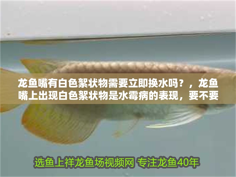 龍魚嘴有白色絮狀物需要立即換水嗎？，龍魚嘴上出現白色絮狀物是水霉病的表現，要不要我整理一份 龍魚嘴有白色絮狀物需要立即換水嗎？，龍魚嘴上出現白色絮狀物是水霉病的表現，要不要我整理一份 龍魚百科