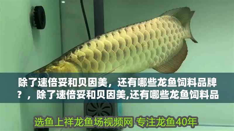 除了速倍妥和貝因美，還有哪些龍魚飼料品牌？，除了速倍妥和貝因美,還有哪些龍魚飼料品牌? 除了速倍妥和貝因美，還有哪些龍魚飼料品牌？，除了速倍妥和貝因美,還有哪些龍魚飼料品牌? 龍魚百科