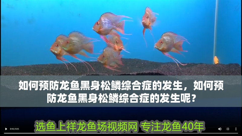 魚缸用增氧泵價格是多少:魚缸增氧機-xtrac增氧機-xtrac增氧機 如何預防龍魚黑身松鱗綜合癥的發(fā)生,如何預防龍魚黑身松鱗綜合癥的發(fā)生呢? 龍魚百科 如何預防龍魚黑身松鱗綜合癥的發(fā)生,如何預防龍魚黑身松鱗綜合癥的發(fā)生呢? 如何預防龍魚黑身松鱗綜合癥的發(fā)生,如何預防龍魚黑身松鱗綜合癥的發(fā)生呢? 龍魚百科