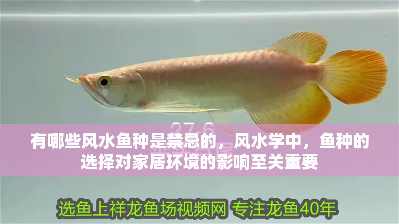 鸚鵡魚和銀龍魚混養怎樣喂食 有哪些風水魚種是禁忌的,風水學中,魚種的選擇對家居環境的影響至關重要 龍魚百科 有哪些風水魚種是禁忌的,風水學中,魚種的選擇對家居環境的影響至關重要 有哪些風水魚種是禁忌的,風水學中,魚種的選擇對家居環境的影響至關重要 龍魚百科