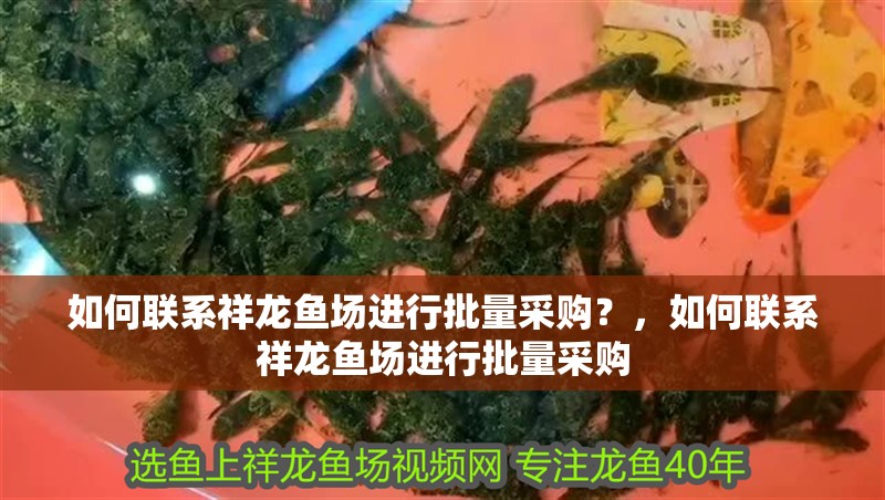 如何聯系祥龍魚場進行批量采購？，如何聯系祥龍魚場進行批量采購 如何聯系祥龍魚場進行批量采購？，如何聯系祥龍魚場進行批量采購 龍魚百科