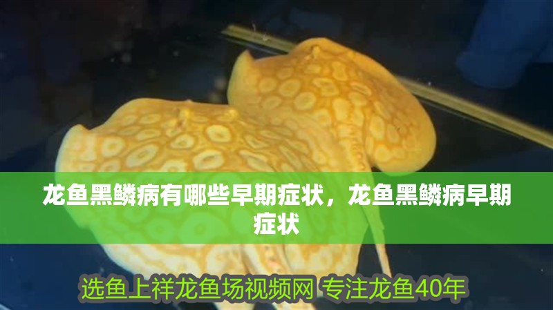 我的虎魚真菌感染了要怎么處理 龍魚黑鱗病有哪些早期癥狀,龍魚黑鱗病早期癥狀 龍魚百科 龍魚黑鱗病有哪些早期癥狀,龍魚黑鱗病早期癥狀 龍魚黑鱗病有哪些早期癥狀,龍魚黑鱗病早期癥狀 龍魚百科