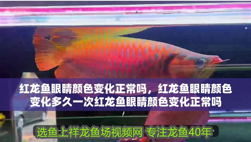 魚缸過濾器選購指南:自制魚缸過濾器魚缸上置過濾器對于養魚愛好者的必備知識 紅龍魚眼睛顏色變化正常嗎,紅龍魚眼睛顏色變化多久一次紅龍魚眼睛顏色變化正常嗎 龍魚百科 紅龍魚眼睛顏色變化正常嗎,紅龍魚眼睛顏色變化多久一次紅龍魚眼睛顏色變化正常嗎 紅龍魚眼睛顏色變化正常嗎,紅龍魚眼睛顏色變化多久一次紅龍魚眼睛顏色變化正常嗎 龍魚百科