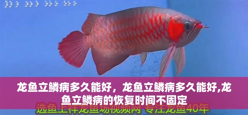 龍魚立鱗病多久能好，龍魚立鱗病多久能好,龍魚立鱗病的恢復(fù)時間不固定
