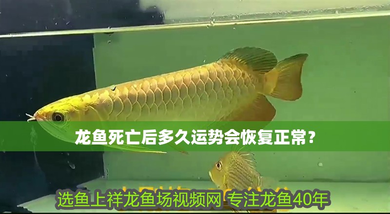 龍魚死亡后多久運勢會恢復正常？ 龍魚死亡后多久運勢會恢復正常？ 龍魚百科
