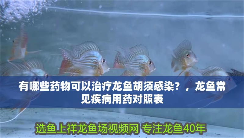 有哪些藥物可以治療龍魚胡須感染？，龍魚常見疾病用藥對照表 有哪些藥物可以治療龍魚胡須感染？，龍魚常見疾病用藥對照表 龍魚百科