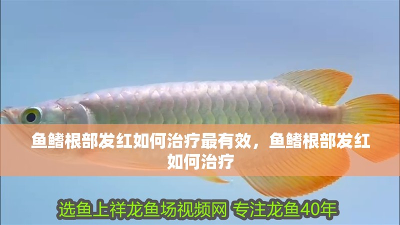 魚鰭根部發紅如何治療最有效，魚鰭根部發紅如何治療 魚鰭根部發紅如何治療最有效，魚鰭根部發紅如何治療 龍魚百科