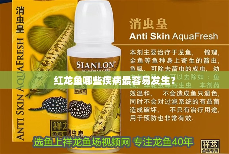 紅龍魚哪些疾病最容易發(fā)生？ 紅龍魚哪些疾病最容易發(fā)生？ 龍魚百科