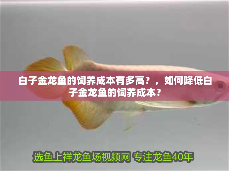 給大魚缸換水的作文:體驗給大魚缸換水的樂趣:體驗給大魚缸換水:給大魚缸換水的作文 白子金龍魚的飼養成本有多高?,如何降低白子金龍魚的飼養成本? 龍魚百科 白子金龍魚的飼養成本有多高?,如何降低白子金龍魚的飼養成本? 白子金龍魚的飼養成本有多高?,如何降低白子金龍魚的飼養成本? 龍魚百科