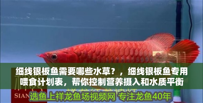 給大魚缸換水的作文:體驗(yàn)給大魚缸換水的樂趣:體驗(yàn)給大魚缸換水:給大魚缸換水的作文 細(xì)線銀板魚需要哪些水草?,細(xì)線銀板魚專用喂食計(jì)劃表,幫你控制營(yíng)養(yǎng)攝入和水質(zhì)平衡 龍魚百科 細(xì)線銀板魚需要哪些水草?,細(xì)線銀板魚專用喂食計(jì)劃表,幫你控制營(yíng)養(yǎng)攝入和水質(zhì)平衡 細(xì)線銀板魚需要哪些水草?,細(xì)線銀板魚專用喂食計(jì)劃表,幫你控制營(yíng)養(yǎng)攝入和水質(zhì)平衡 龍魚百科