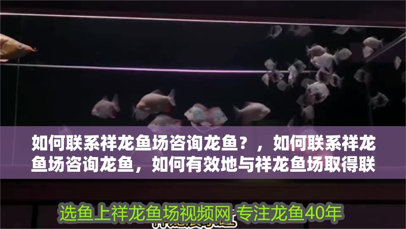 魚缸過濾器選購指南:自制魚缸過濾器魚缸上置過濾器對于養魚愛好者的必備知識 如何聯系祥龍魚場咨詢龍魚?,如何聯系祥龍魚場咨詢龍魚,如何有效地與祥龍魚場取得聯系 龍魚百科 如何聯系祥龍魚場咨詢龍魚?,如何聯系祥龍魚場咨詢龍魚,如何有效地與祥龍魚場取得聯系 如何聯系祥龍魚場咨詢龍魚?,如何聯系祥龍魚場咨詢龍魚,如何有效地與祥龍魚場取得聯系 龍魚百科