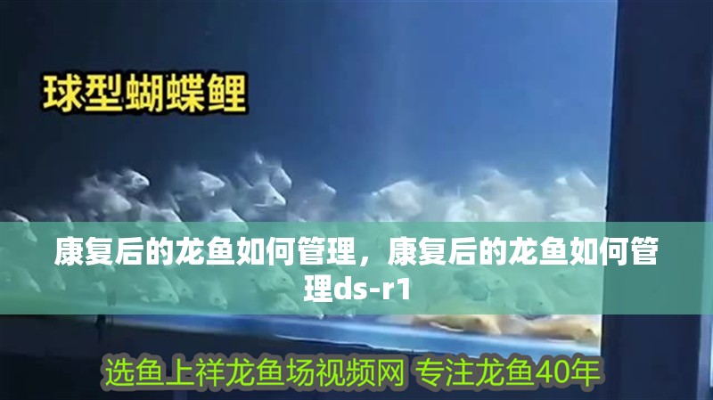 給大魚缸換水的作文:體驗給大魚缸換水的樂趣:體驗給大魚缸換水:給大魚缸換水的作文 康復后的龍魚如何管理,康復后的龍魚如何管理ds-r1 龍魚百科 康復后的龍魚如何管理,康復后的龍魚如何管理ds-r1 康復后的龍魚如何管理,康復后的龍魚如何管理ds-r1 龍魚百科