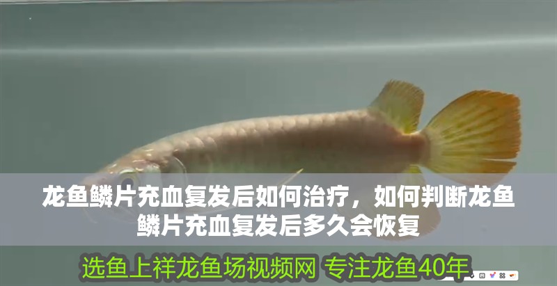 龍魚鱗片充血復(fù)發(fā)后如何治療，如何判斷龍魚鱗片充血復(fù)發(fā)后多久會恢復(fù) 龍魚鱗片充血復(fù)發(fā)后如何治療，如何判斷龍魚鱗片充血復(fù)發(fā)后多久會恢復(fù) 龍魚百科