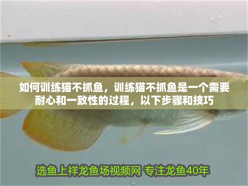 如何訓練貓不抓魚，訓練貓不抓魚是一個需要耐心和一致性的過程，以下步驟和技巧