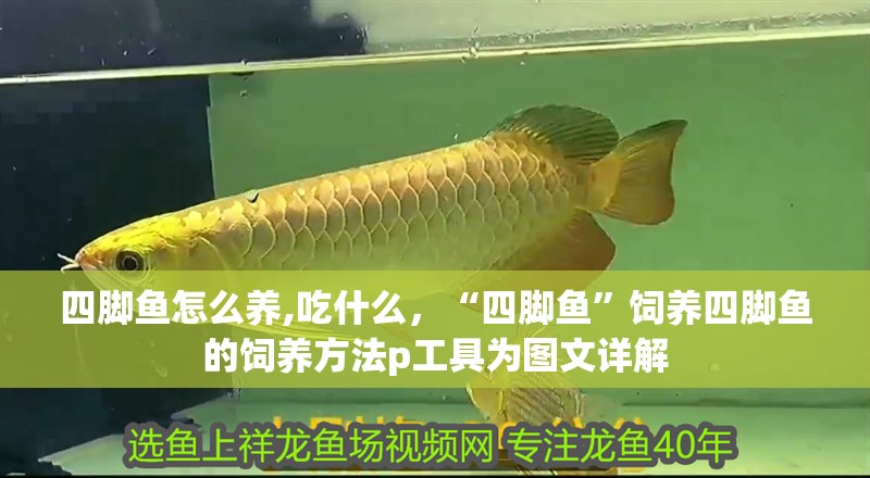 四腳魚怎么養,吃什么，“四腳魚”飼養四腳魚的飼養方法p工具為圖文詳解 四腳魚怎么養,吃什么，“四腳魚”飼養四腳魚的飼養方法p工具為圖文詳解 龍魚百科